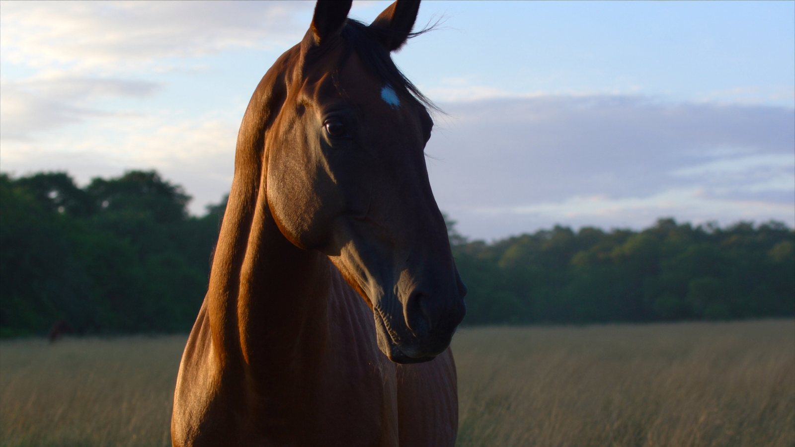 A bay horse standing in a field at dusk, ears forward.
