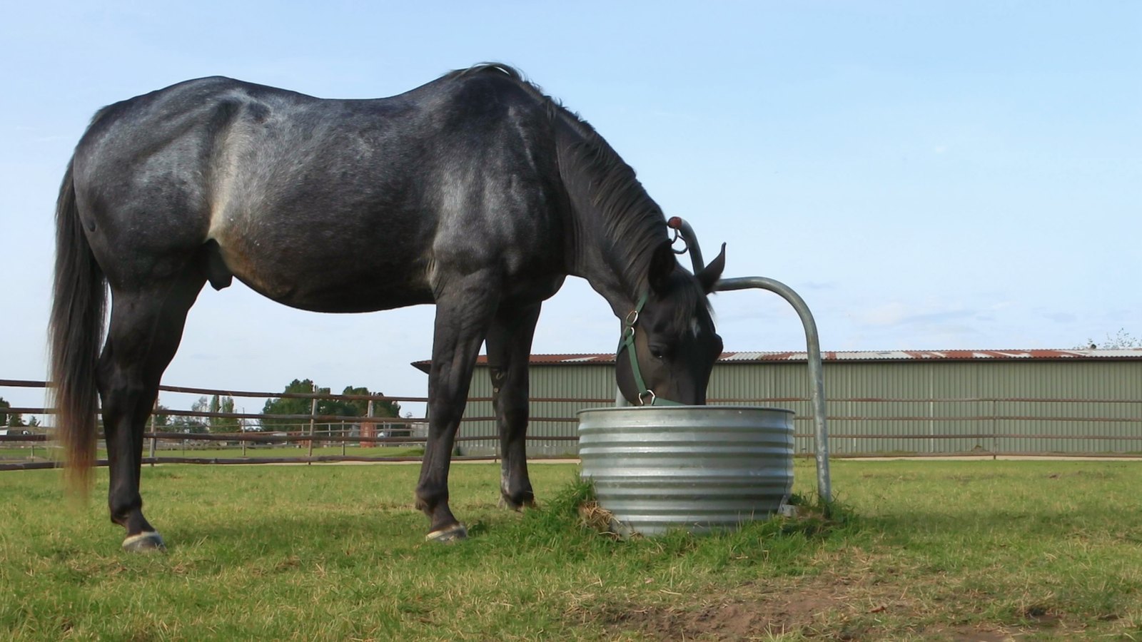 A blue roan horse drinking from a metal water tub in a grass paddock.