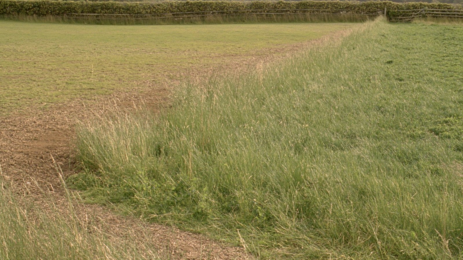 A pasture where closely grazed ground meets long grass along a fence line.