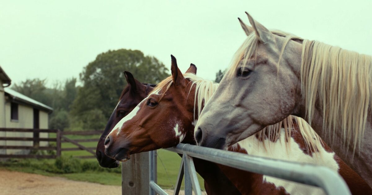 Three horses, a grey, a pinto and a dark bay, looking over a metal field gate beside a stable yard.