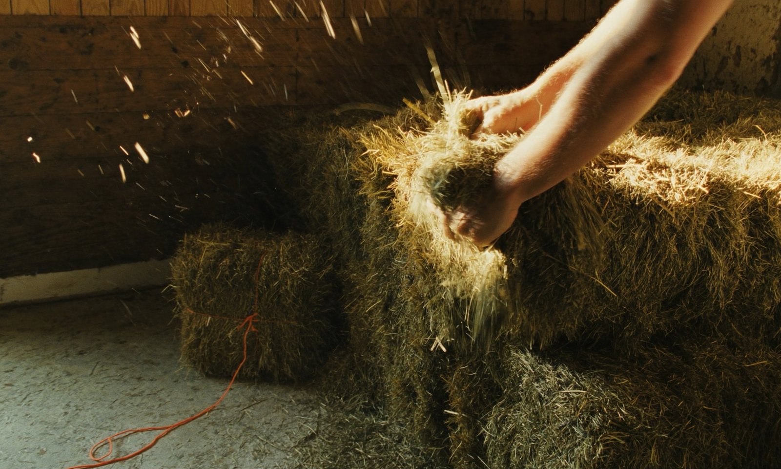 Hands pulling a flake of hay from a bale in a feed room.