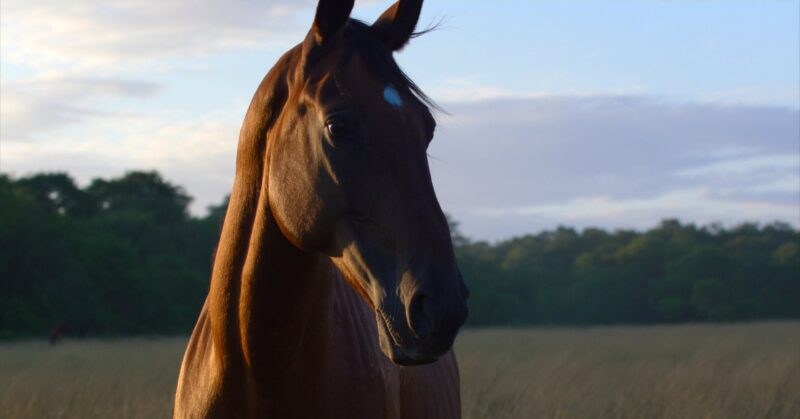 A chestnut horse standing in a pasture in low evening light.