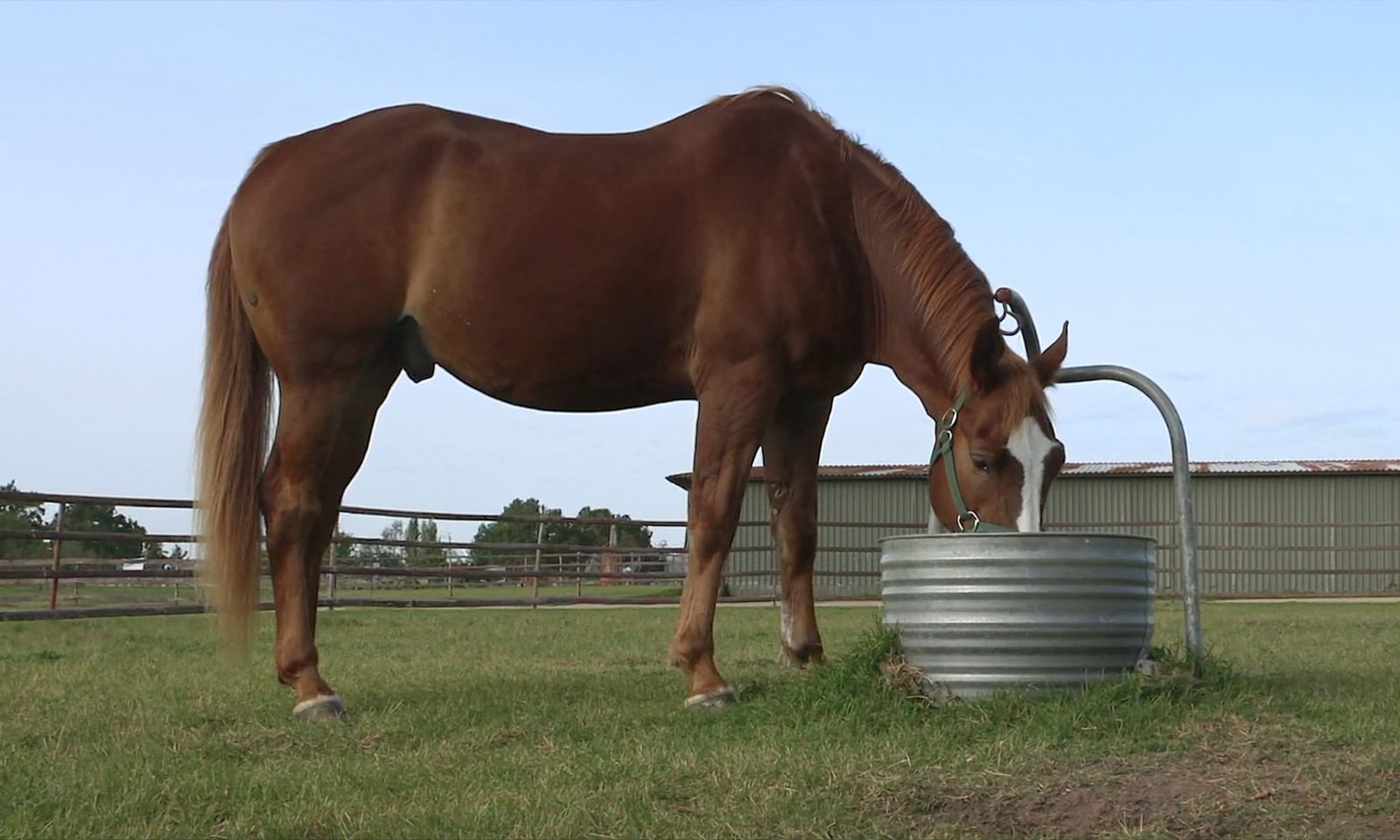 A chestnut horse in a green halter drinking from a round metal trough in a grass paddock.