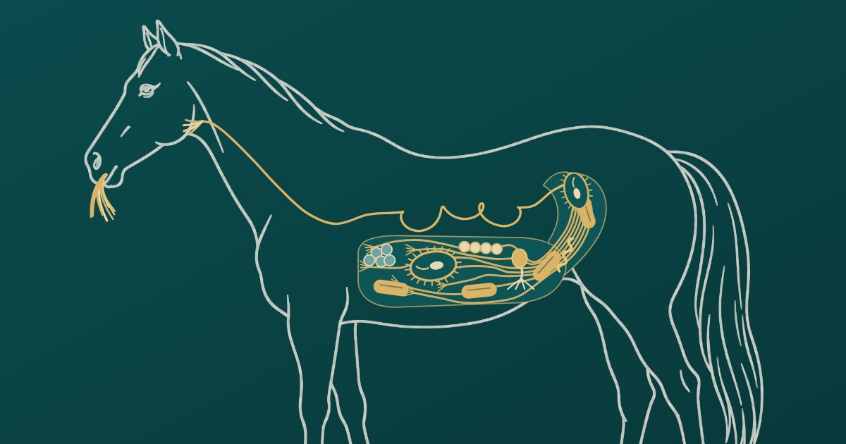Line drawing of a horse with hay in its mouth. A gold strand traces the hay through the digestive tract to the hindgut, where its fibres are broken down by microbes.