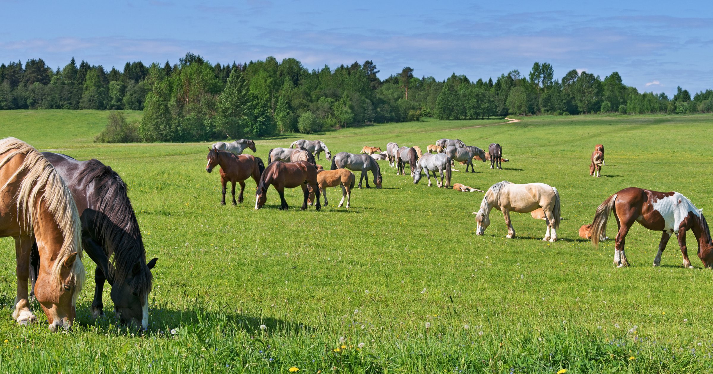 A mixed herd of grey, bay, palomino and pinto horses grazing on a green summer pasture.