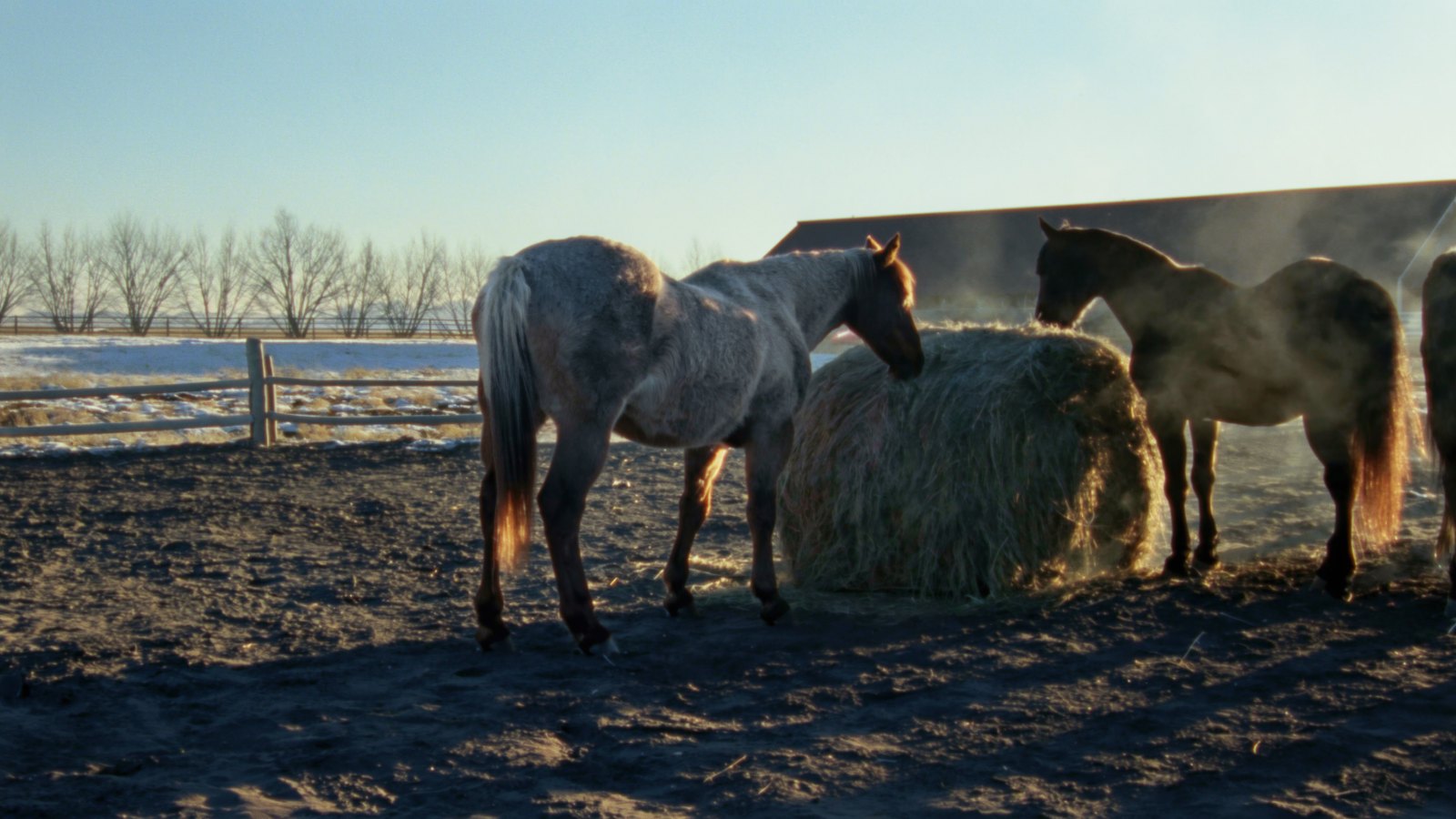 A grey and a dark bay horse eating from a round bale in a frosted paddock at first light.